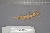 Click for 1 image(s) for this accession. Spike